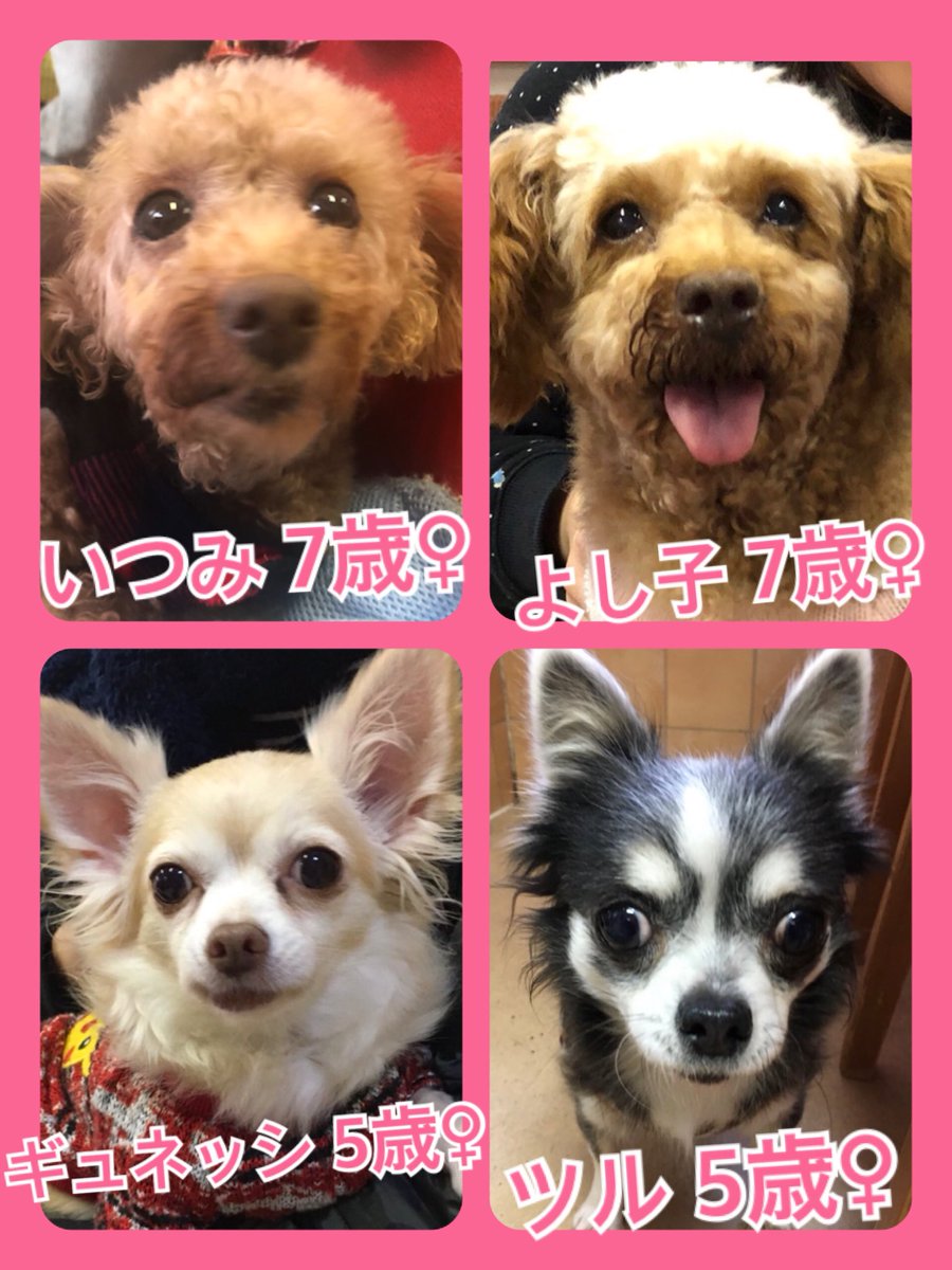 🐾今日の里親様募集中ワンコ🐶メンバーです🐾2019,12,10